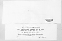 Hadrotrichum virescens image